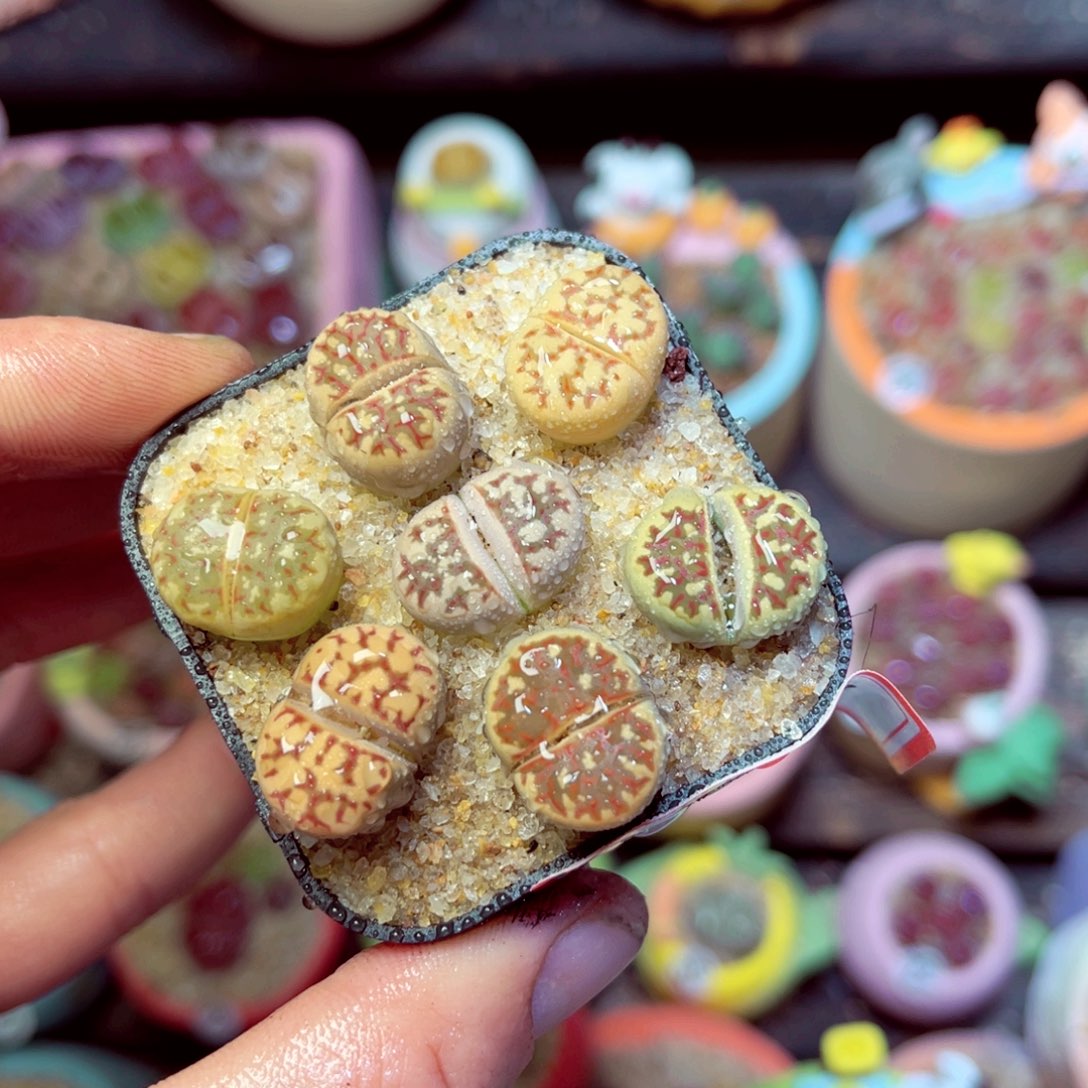 157生石花带盆发1