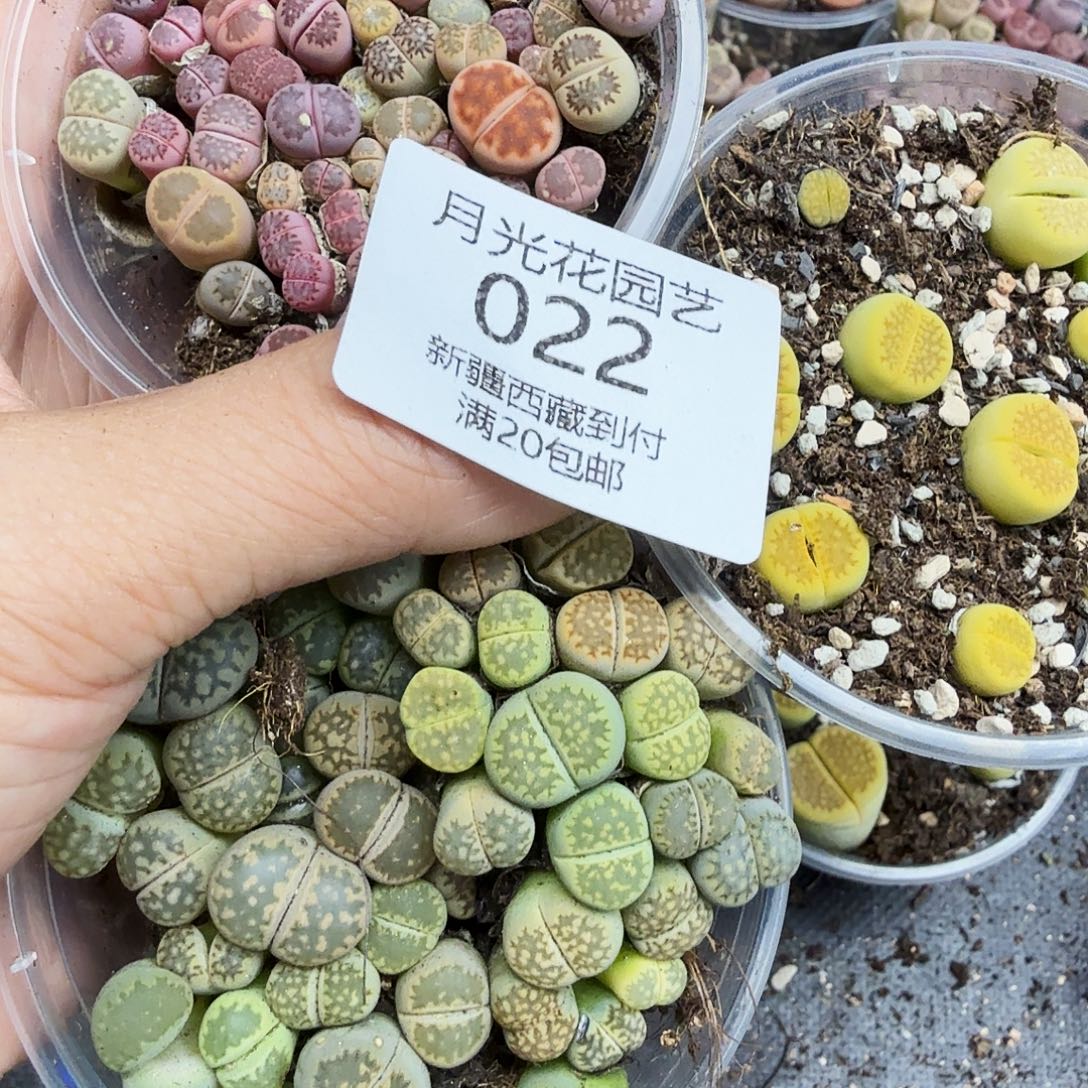 是不是很喜欢这个风格哟022