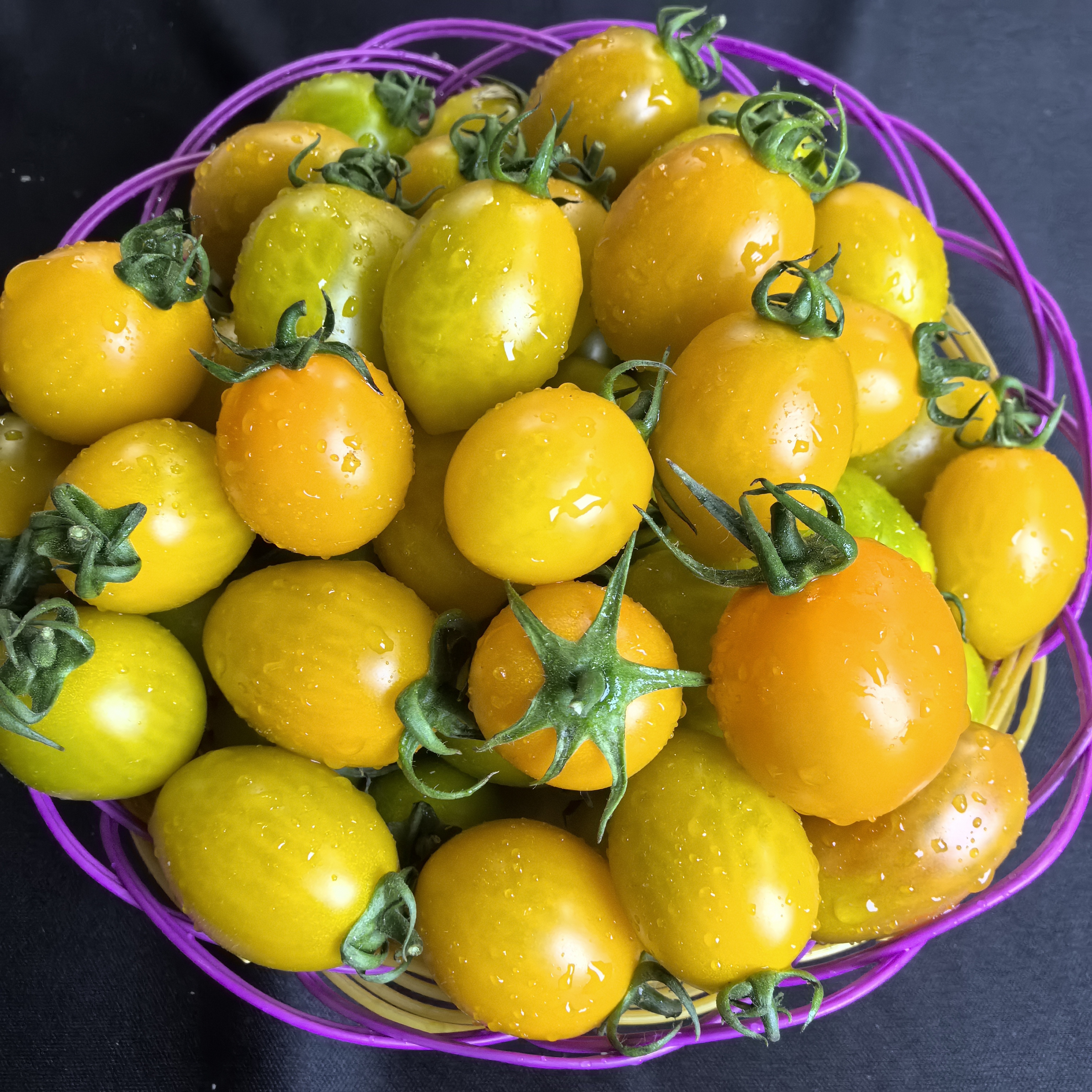 现摘多汁脆甜圣女果金玲珑珍珠黄金小番茄新鲜应季水果酸甜爆汁