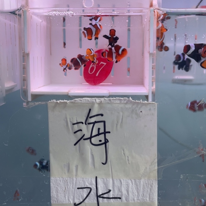 海水鱼精品混搭6条2-3