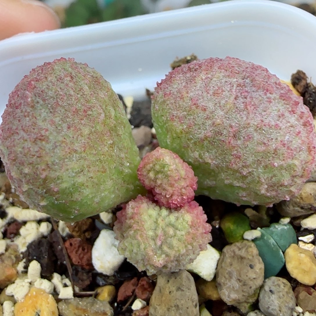 实生整棵，带盆发货