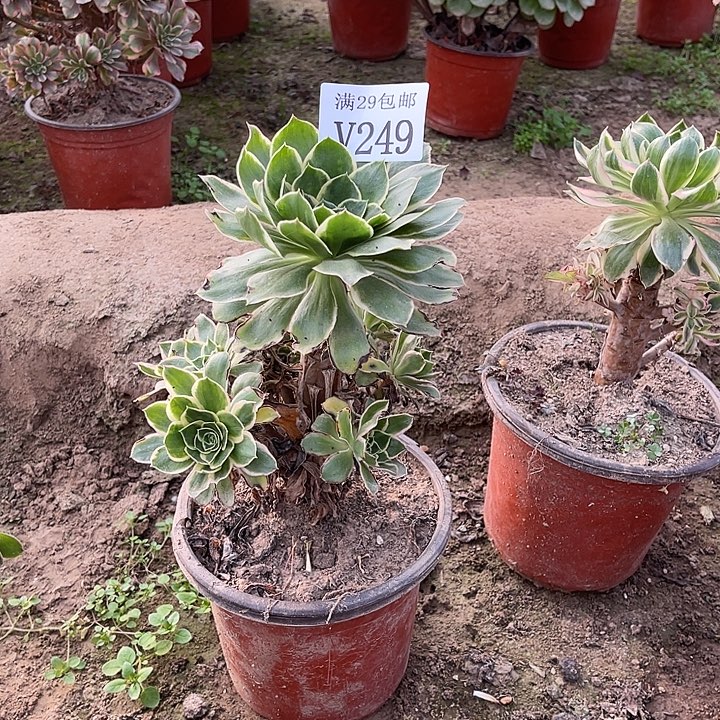 249绿玫瑰   多肉植物     
