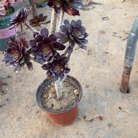 黑豆2多肉植物法师