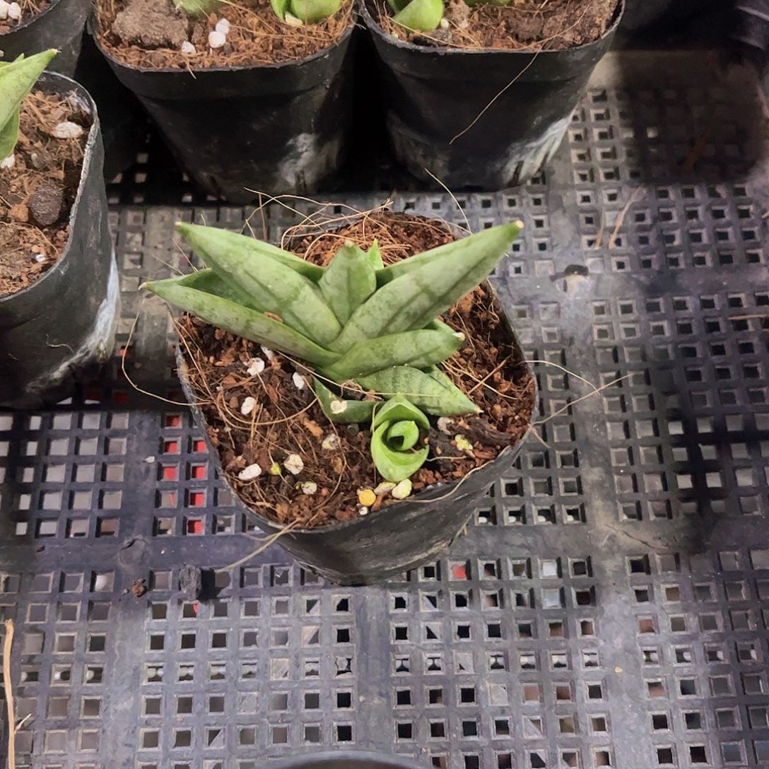 姬佛手多肉植物多肉