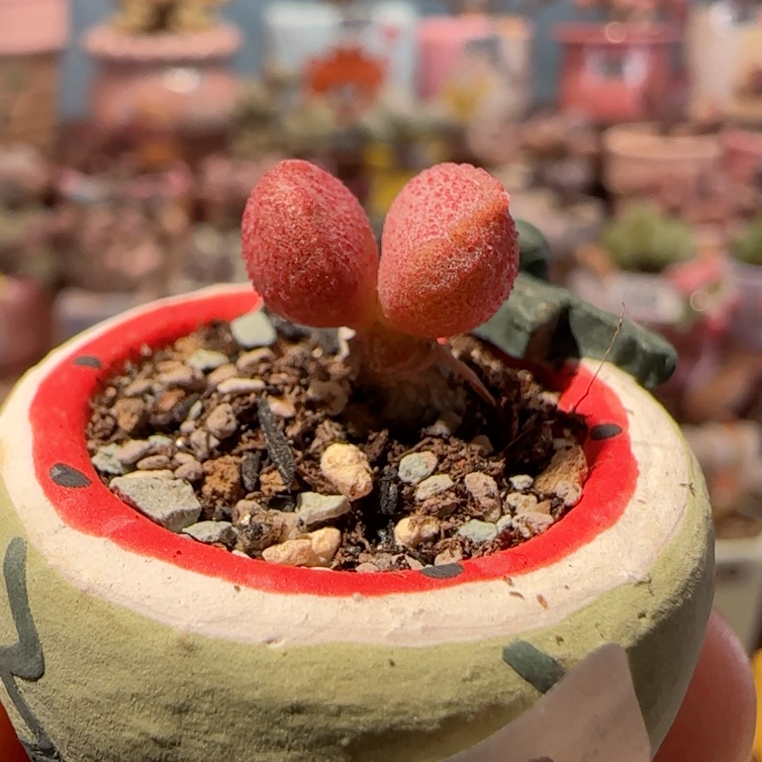 杂交实生盆口1.5cm