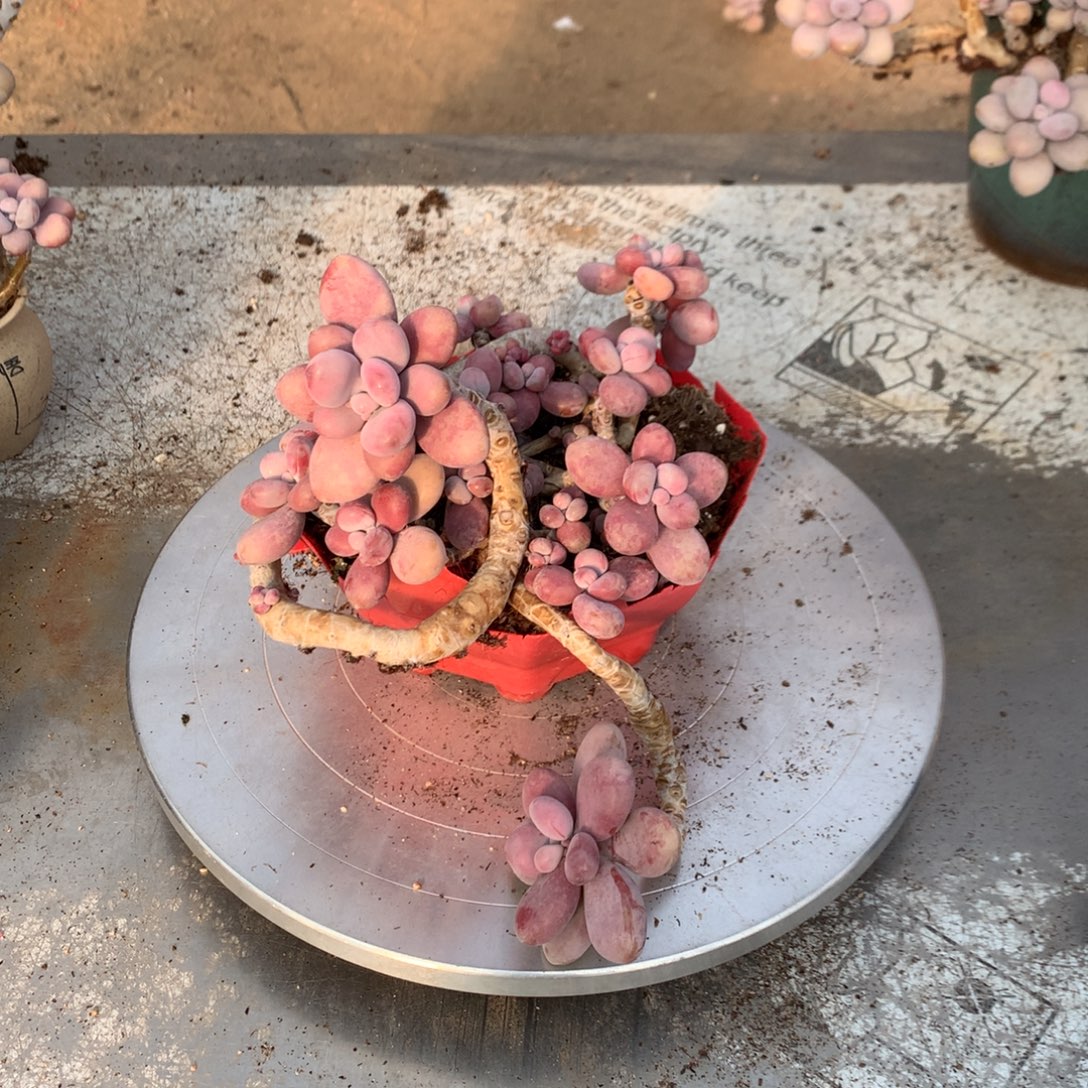 桃蛋老桩不带盆47号