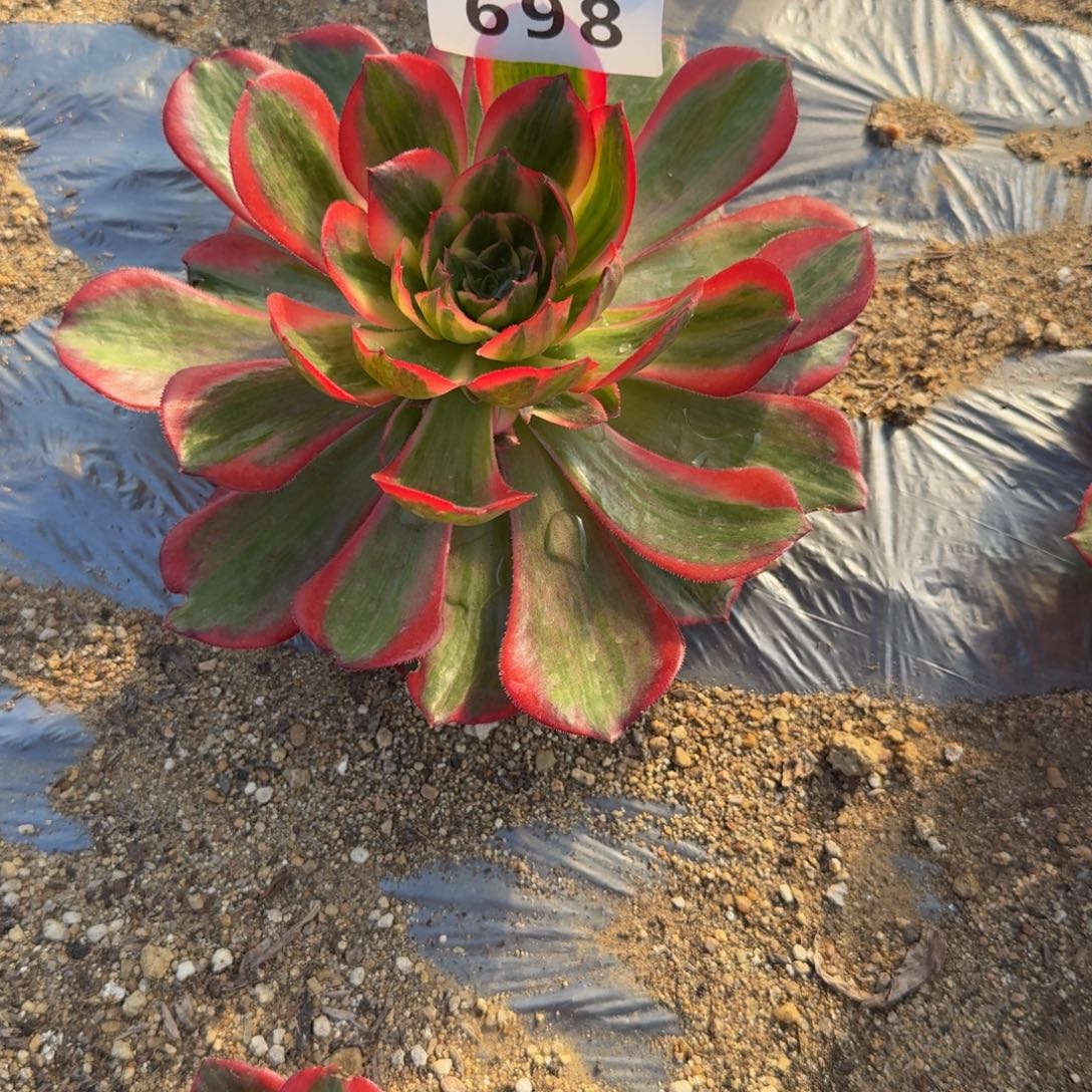 L***p698拉菲。多肉植物