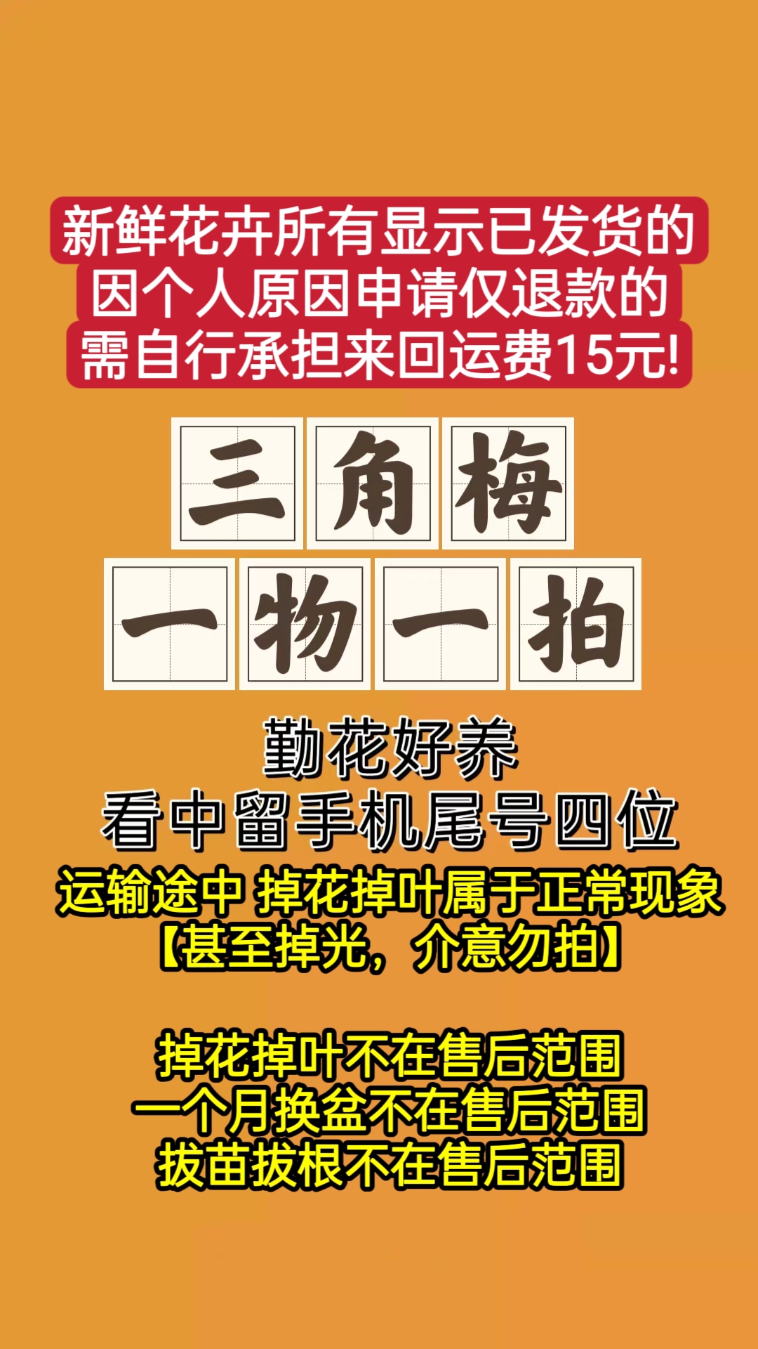 三角梅石楠花一物一拍，庭院阳台花卉盆栽四季开花爬藤植物