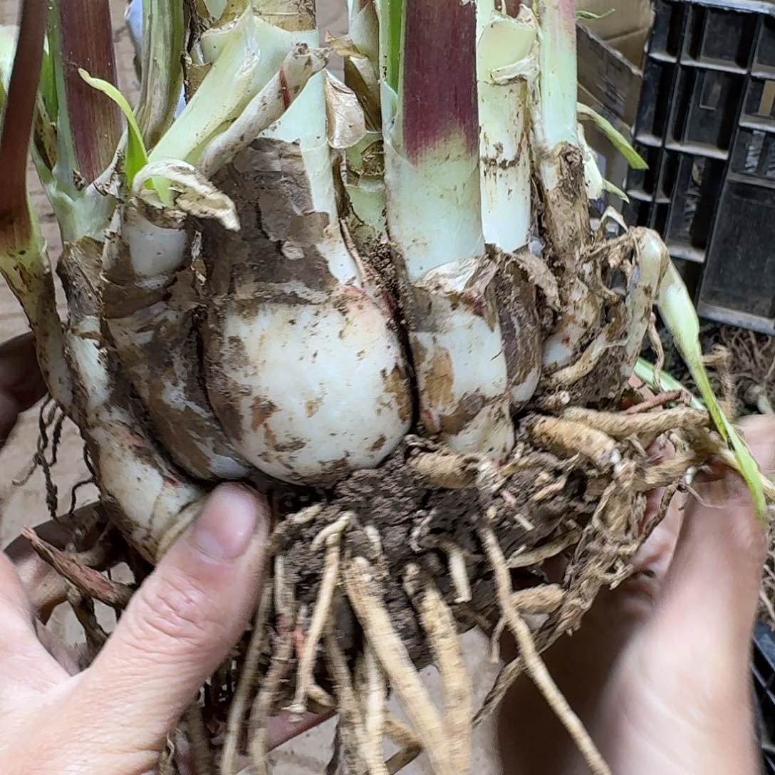 发簪8+豪华坨坨大大