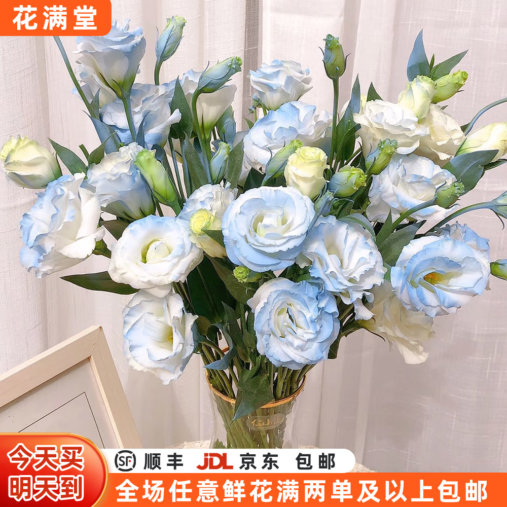 【次日达·碎冰蓝洋桔梗】家居花·鲜切花·全场两单鲜花顺丰京东包邮次日达·基地直发·批发·生活鲜花·次日达