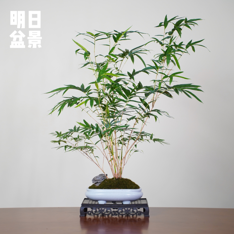 新中式红观音竹哥窑盆茶空间工作室国风绿植摆件高级感氛围感