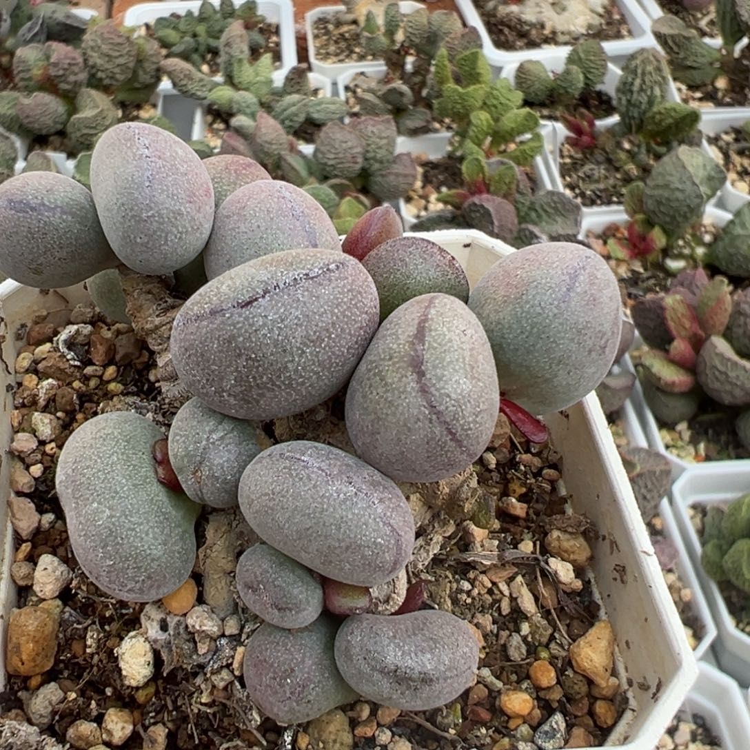 ぽ***ょ球球紫蛋老桩多肉植物水泡