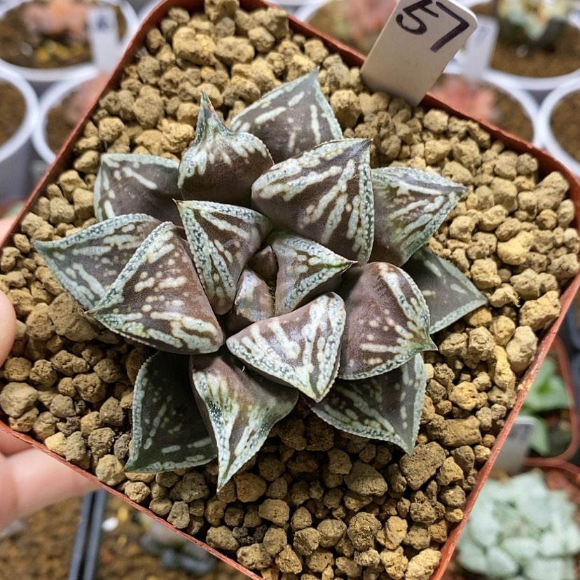 【闪购商品】57铜雀台