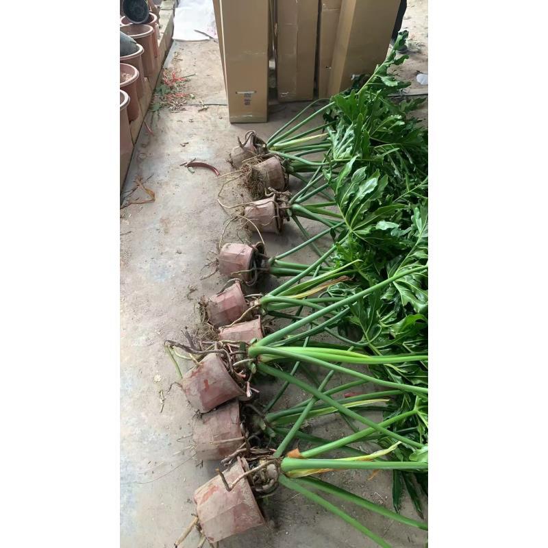 （土培）特大老桩龙鳞春羽蔓绿绒水培净化空气网红家居摆件