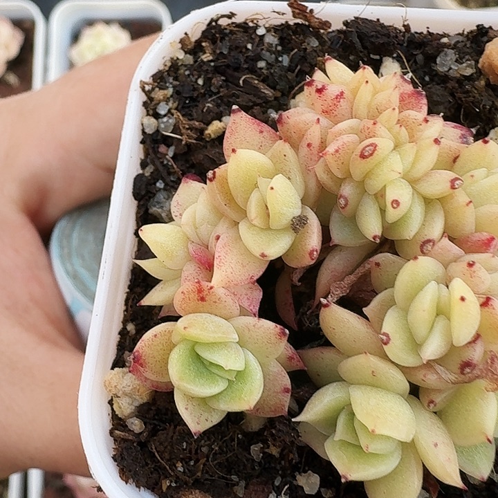 .****多肉植物满20包邮