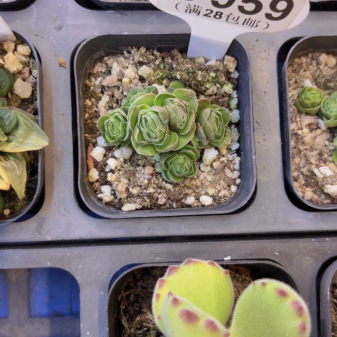 E358不知名一物一拍