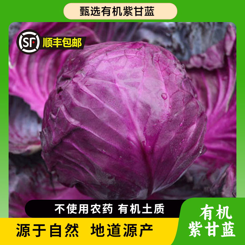 有机紫甘蓝/新鲜营养【云南高原有机农产品】
