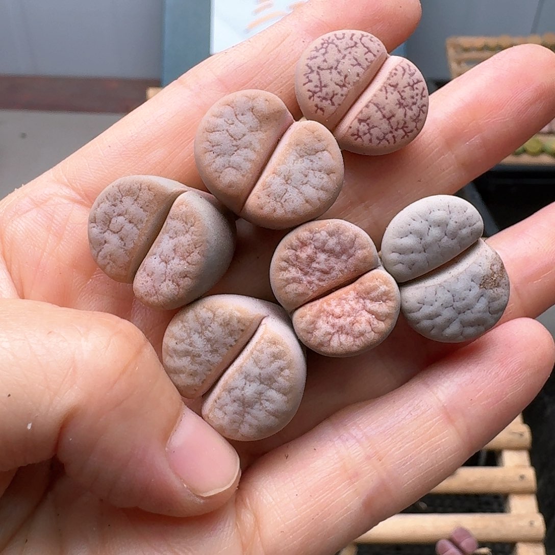 小****姐清框特价秒杀24176荒混