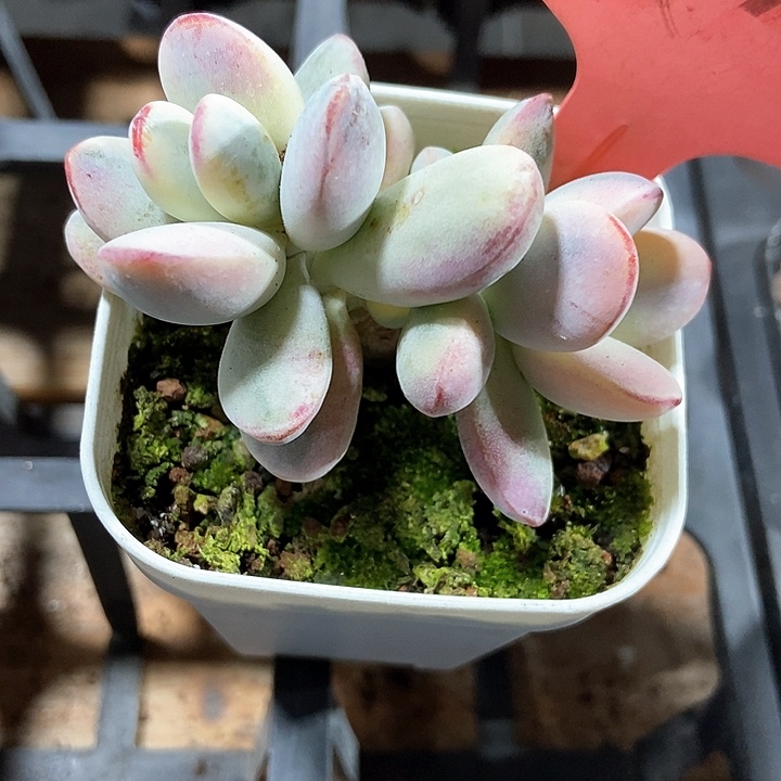 多肉植物乒乓锦512