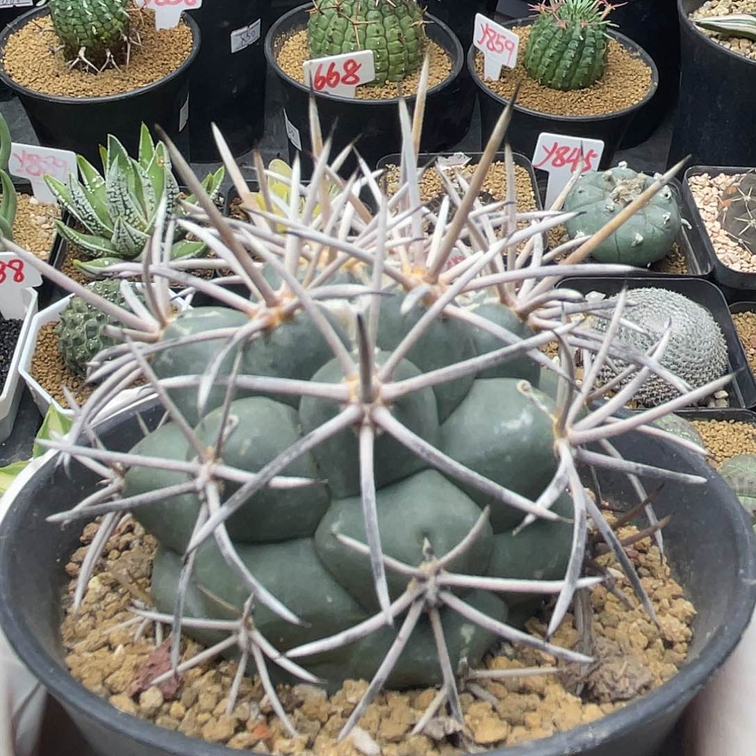 大尤狂刺大祥冠仙人球多肉