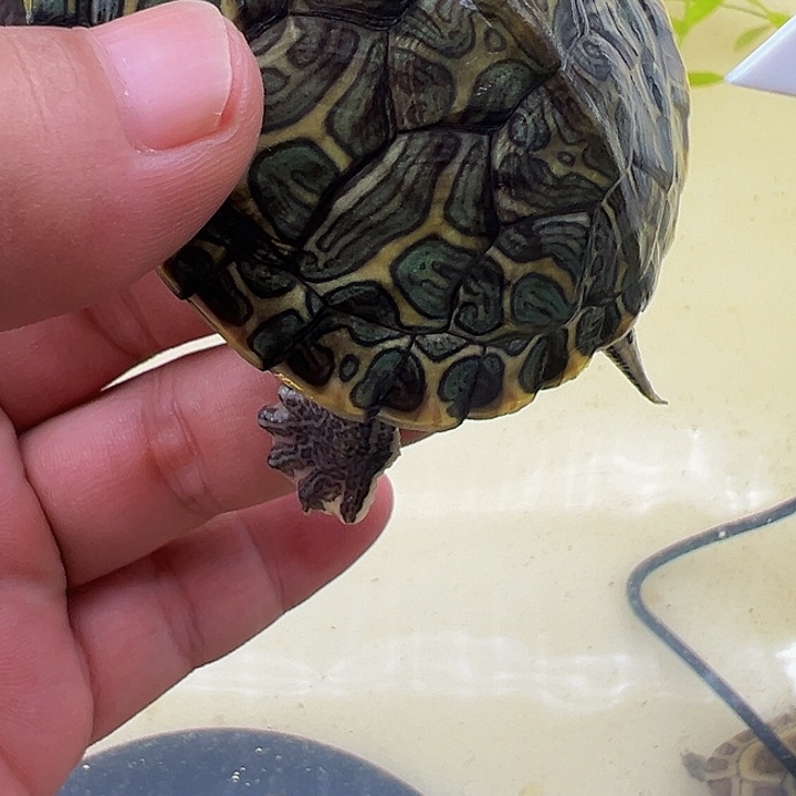 绿毛龟母巴西龟1111