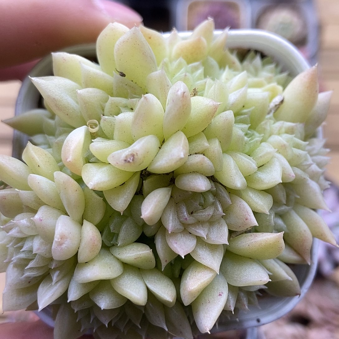 一物一拍一单包邮 184