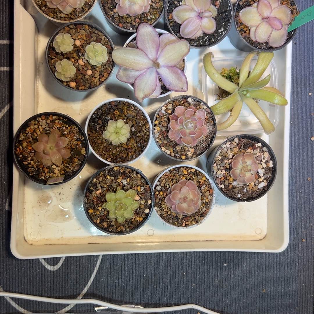 阿***觉17颗捕虫堇脱土发2672