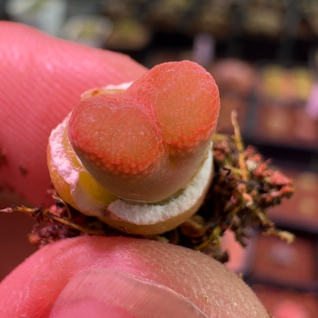 云缦精品番杏8.6 日系小桃红