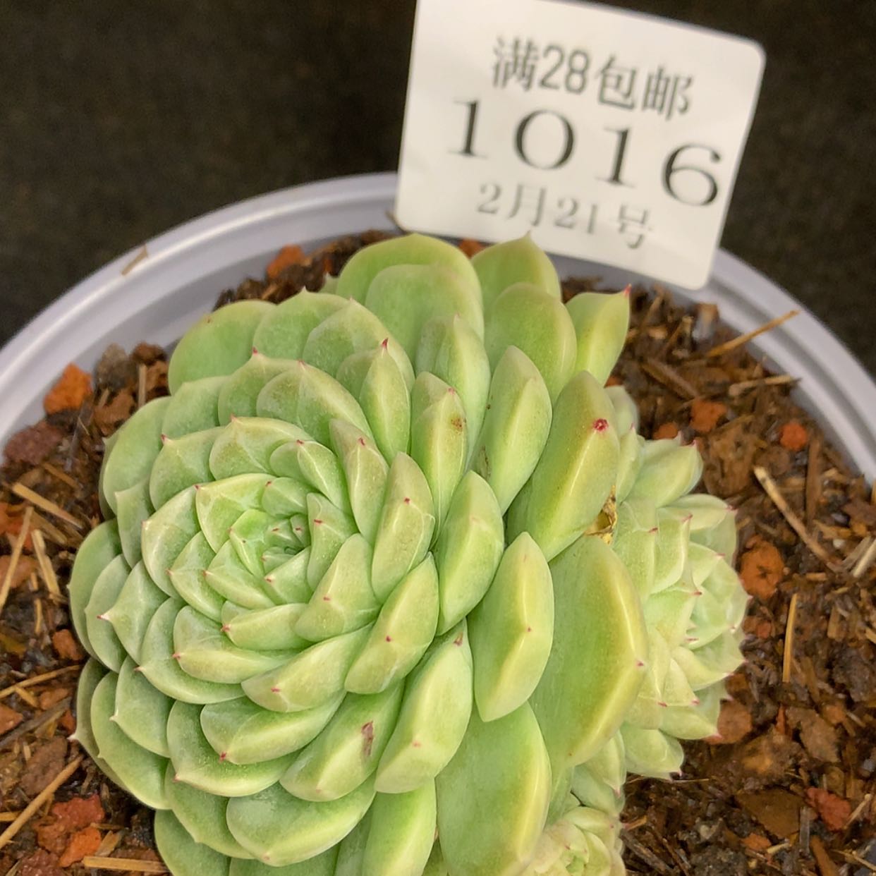 【闪购商品】云1016