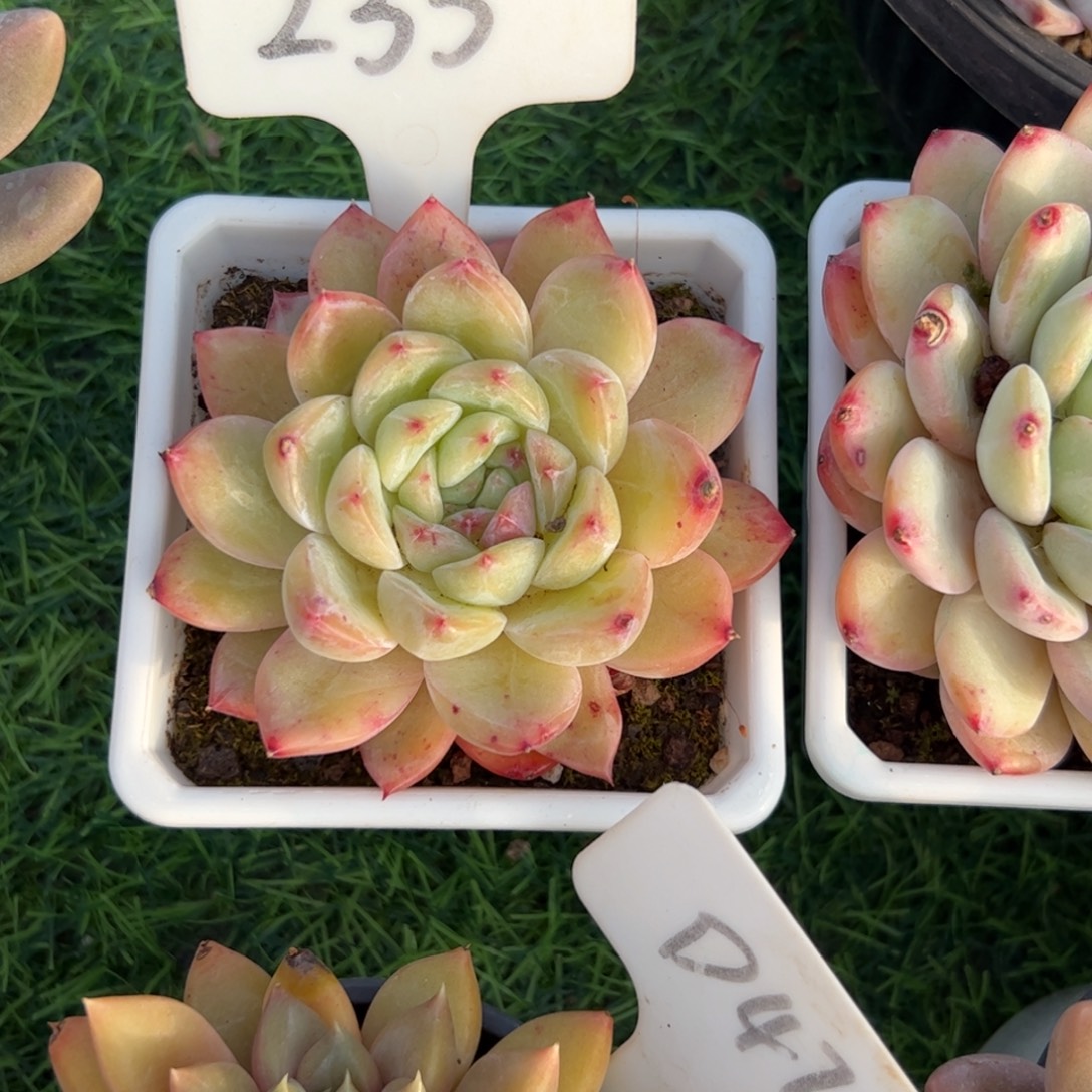 单头多肉植物保护