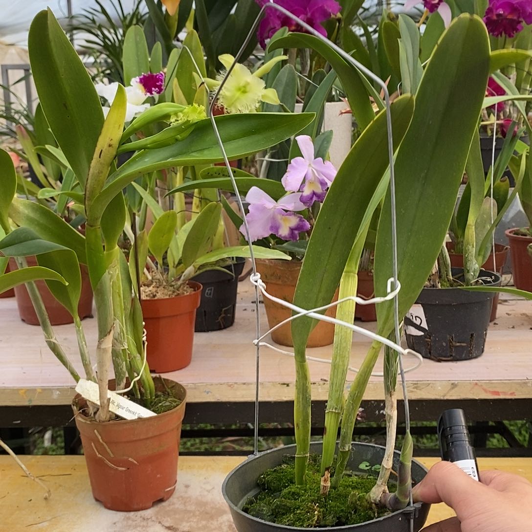 完全开放听***゛绿毛猪