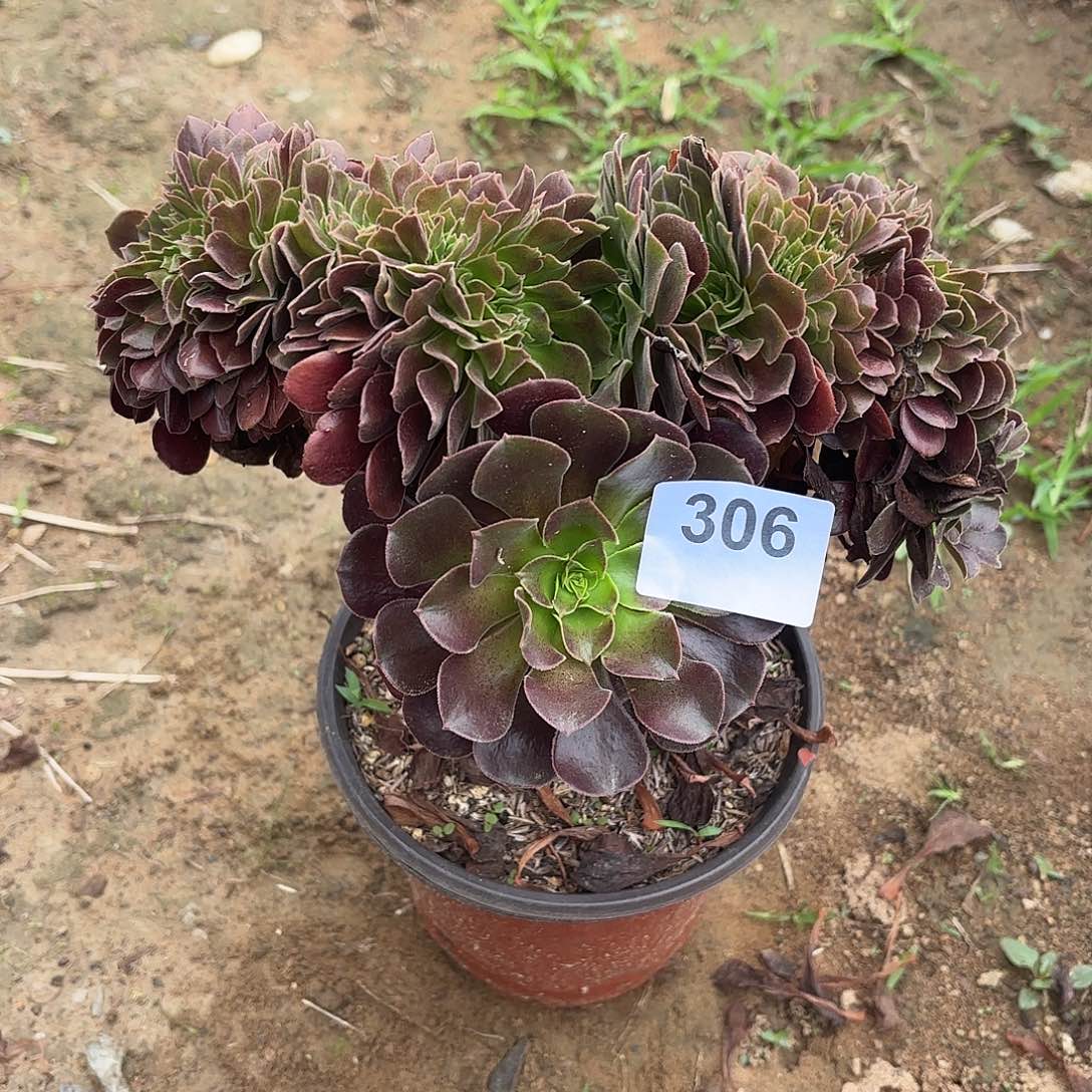 欧紫缀断枝不包306