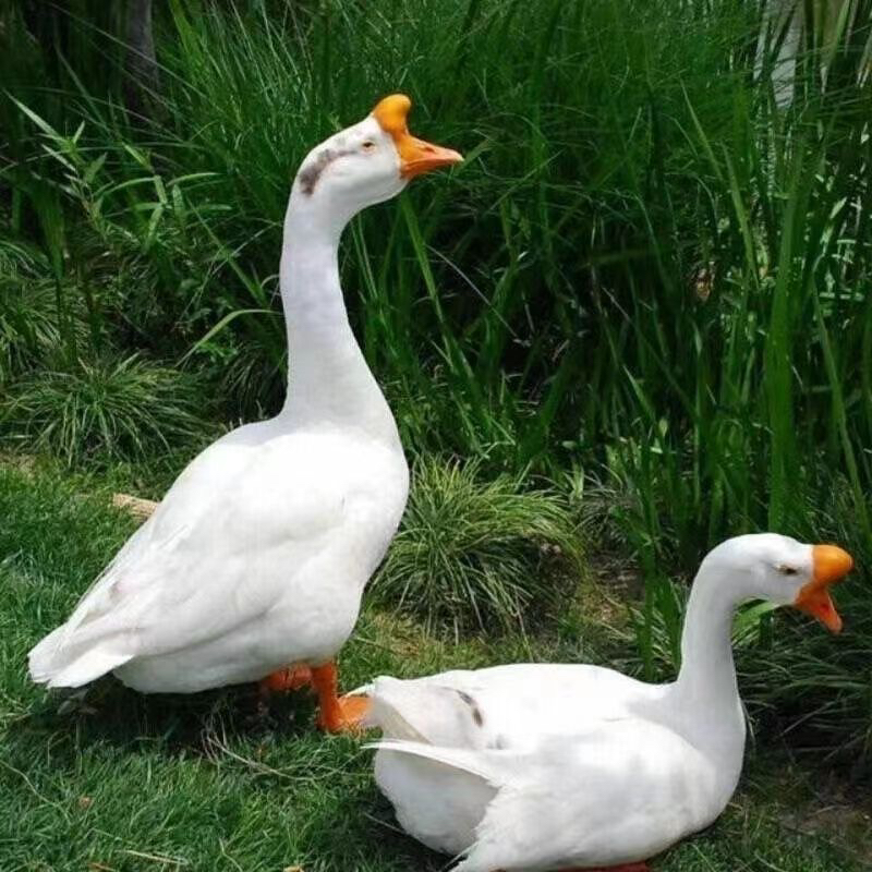 散养大白鹅青年鹅鹅肉带心肝鲜嫩可口适合铁锅红烧