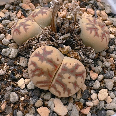 1690丽虹群生母本带盆土发货