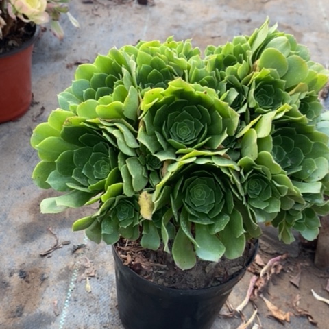 绿羊绒多肉植物067