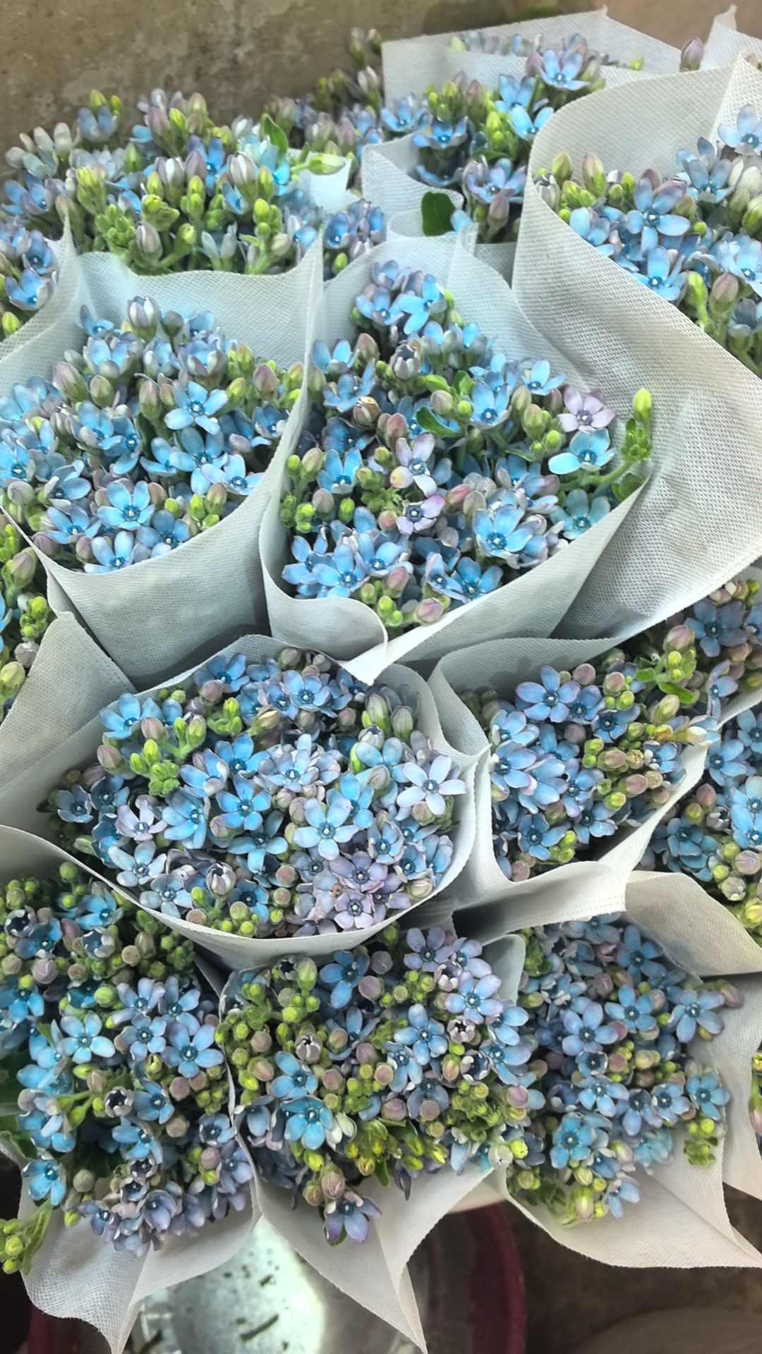 云南直发蓝星花鲜花可水养可家养适合花店配花