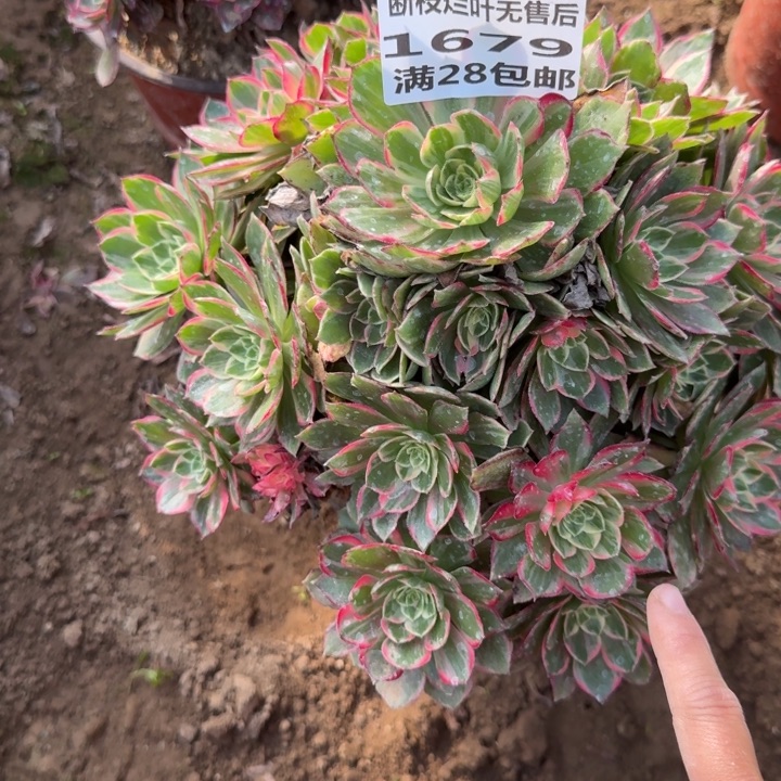 ✿****1679断了一个牙无售后B