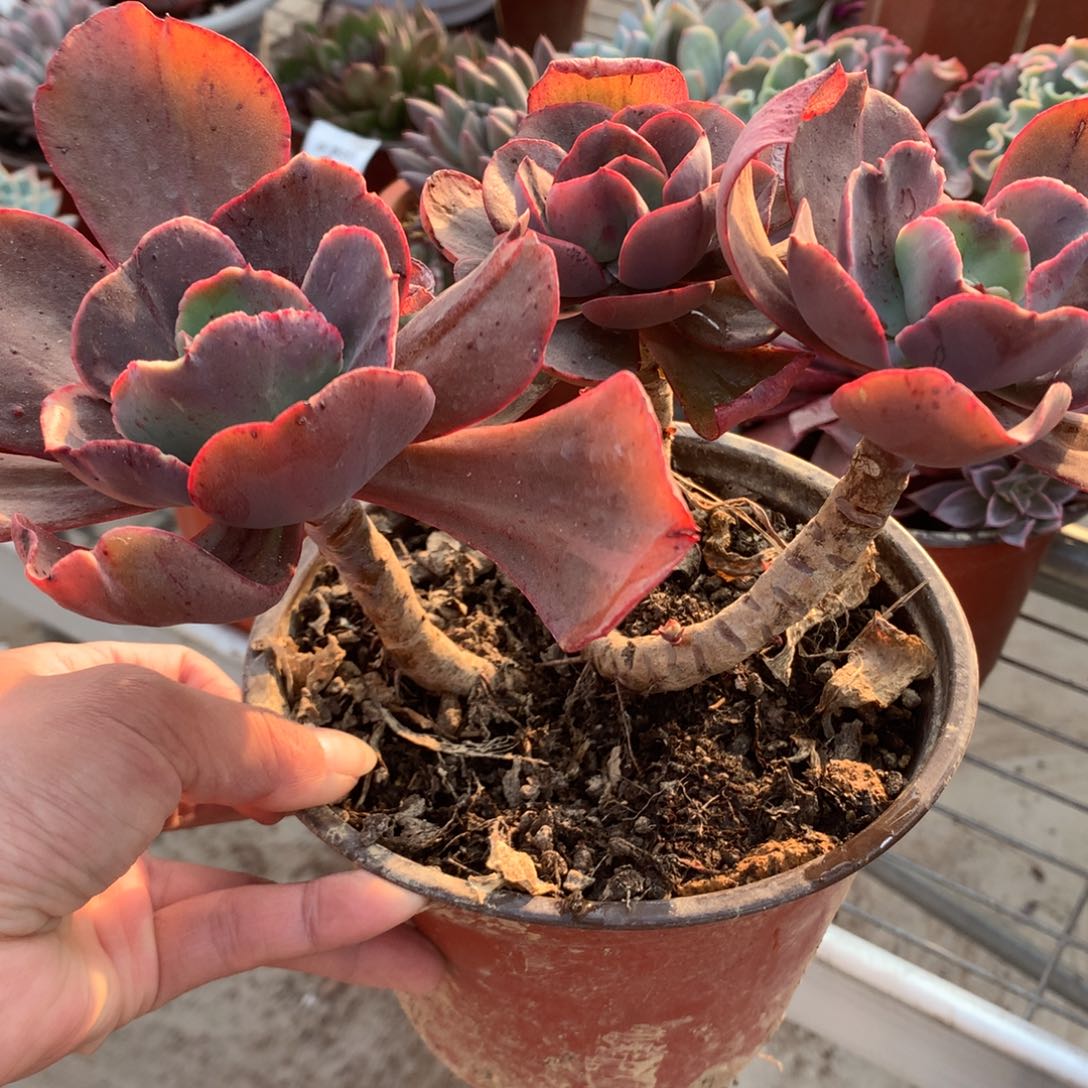 无**代大初吻多肉植物