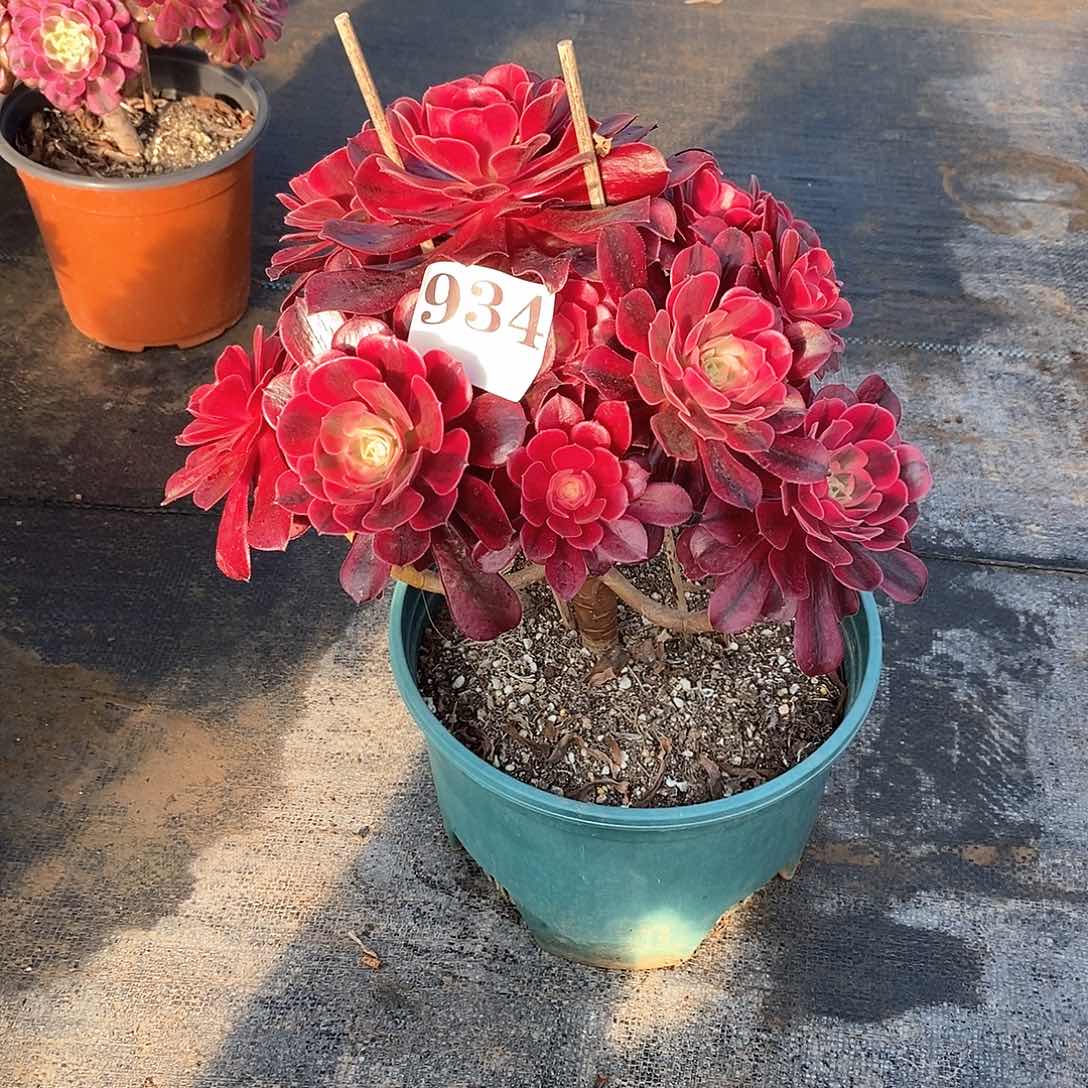 有伤美杜莎934多肉法师植物