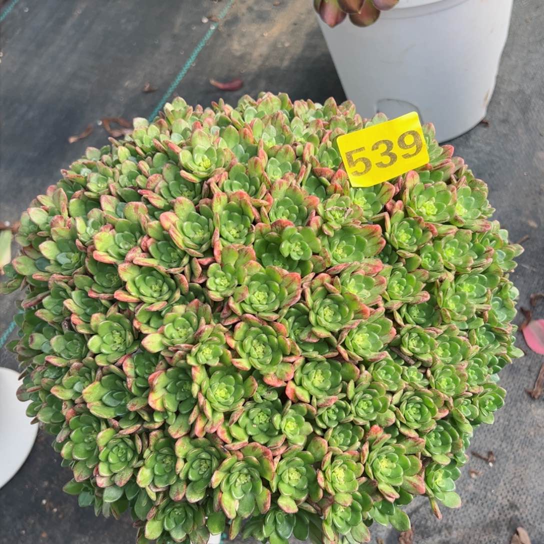 539小狐狸法师多肉植物