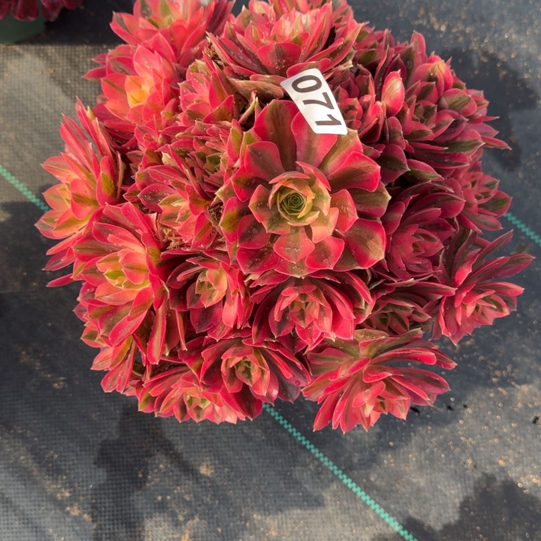 071女巫大多肉植物