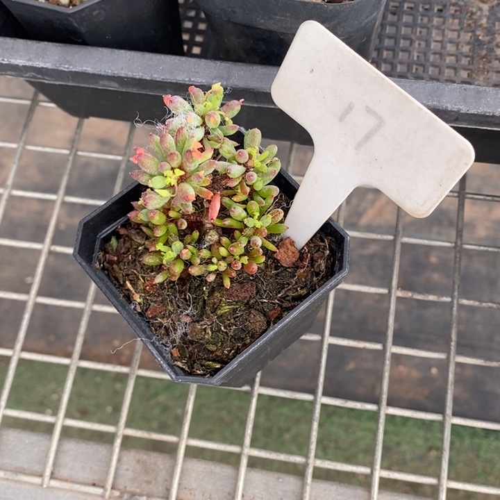 B***宝伯克利和格蕾纳等著名