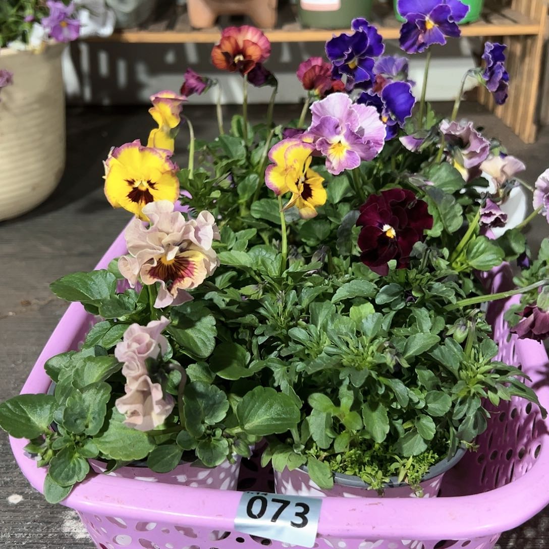 【闪购商品】073号