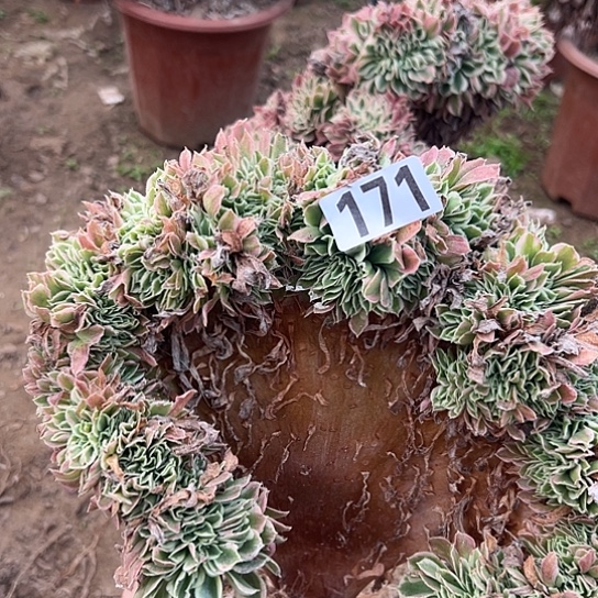 圣***店多肉植物一个白凤171