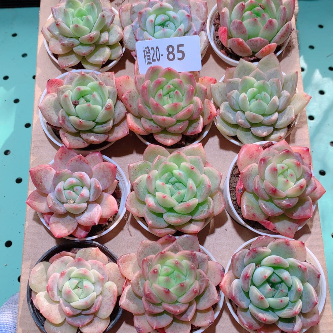 20-85一物一拍多肉带盆18颗