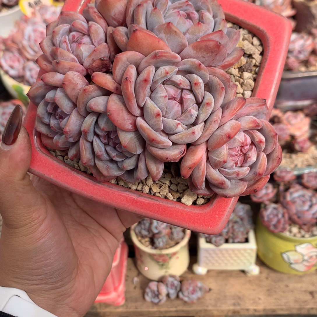 哈哈哈哈哈哈哈22