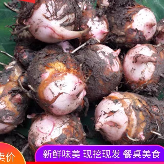 如皋正宗香堂芋3斤5斤包邮