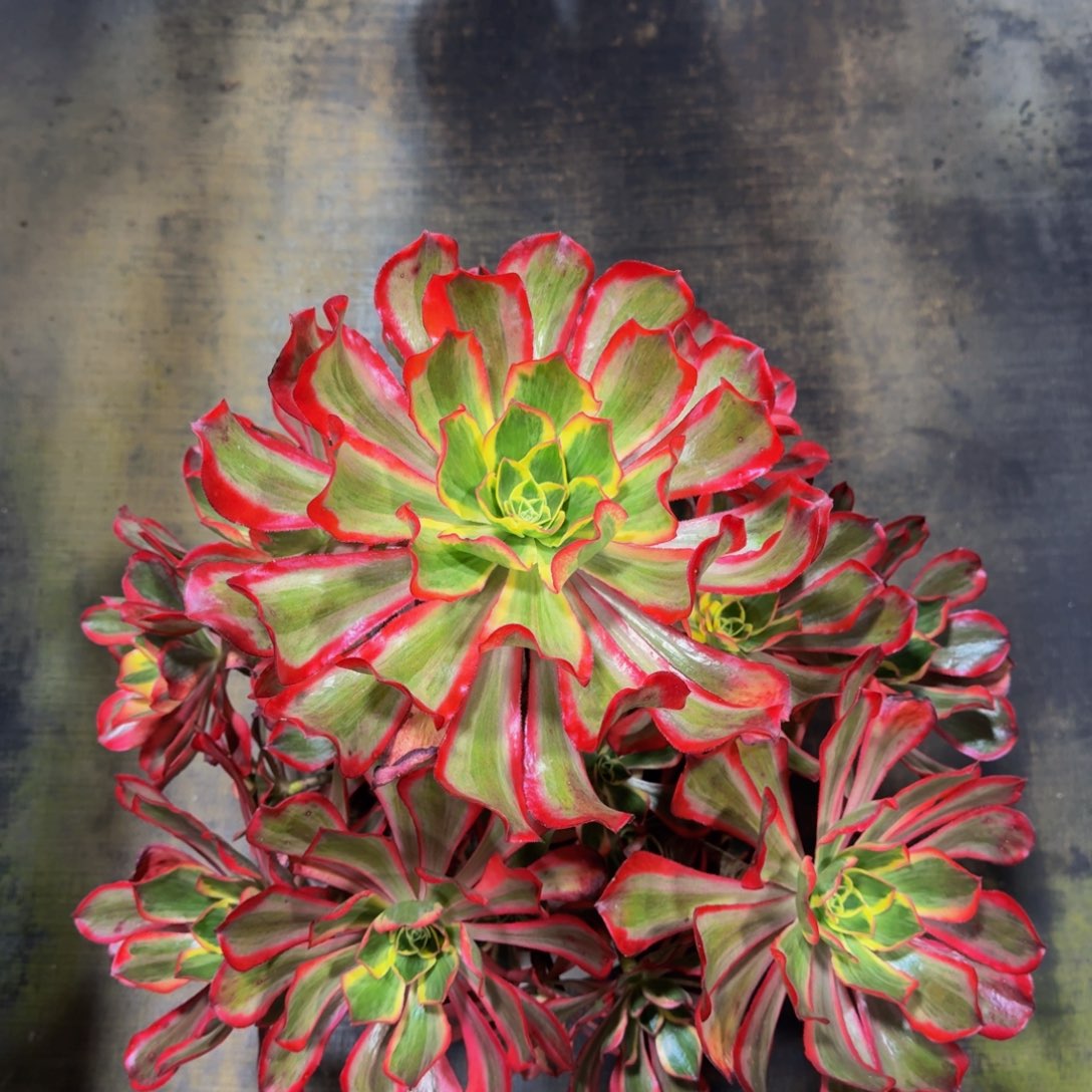 真***心魅影 精品法师 锦