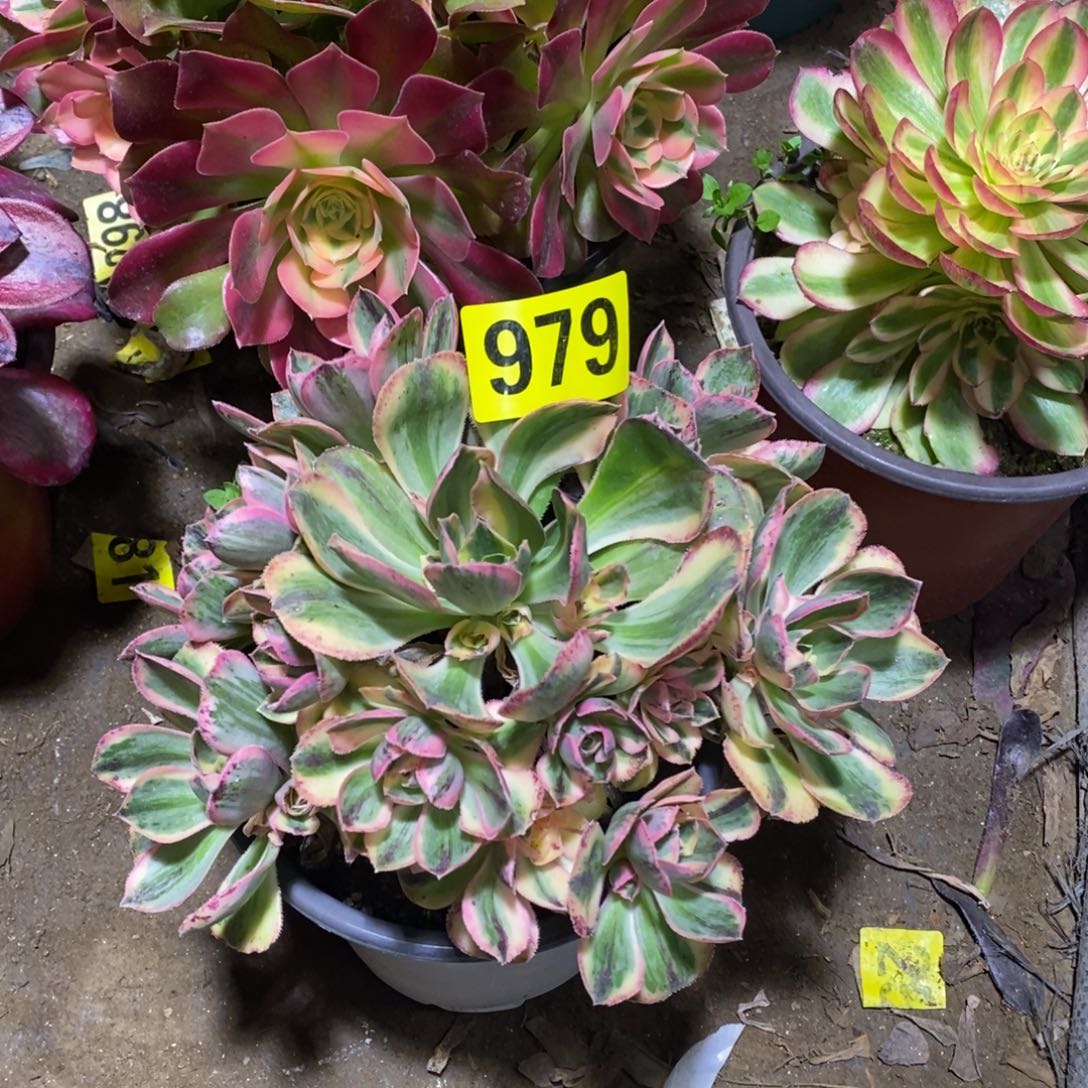 青花瓷多肉法师979