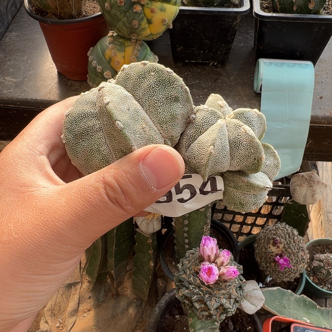 自根恩冢仙人球954